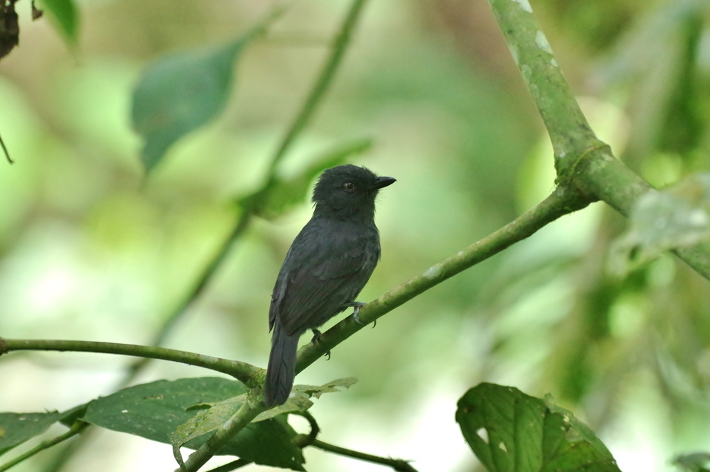 Thamnophilus unicolor caudatus