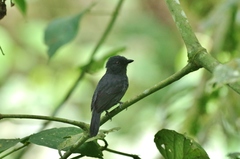 Thamnophilus unicolor