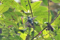 Schistes albogularis