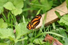 Castilia eranites