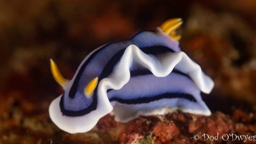 Loch's Chromodoris
