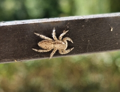 Menemerus taeniatus