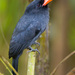 Black-fronted Nunbird - Photo (c) Greg Lasley, some rights reserved (CC BY-NC), uploaded by Greg Lasley