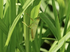 Hieroglyphus annulicornis