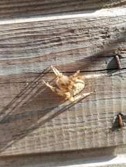 Araneus quadratus