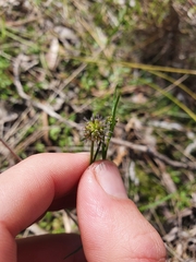 Opercularia vaginata