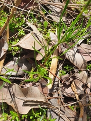 Opercularia vaginata