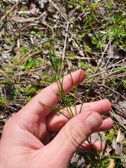 Opercularia vaginata