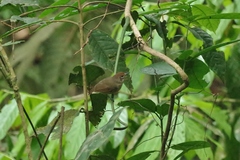 Dysithamnus mentalis