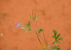 Erodium crinitum