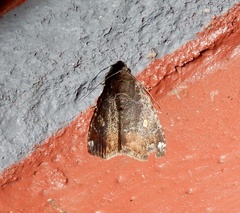Amyna axis