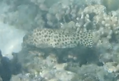 Epinephelus quoyanus