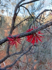 Grevillea sarissa