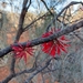 Grevillea sarissa - Photo (c) Sacha R, some rights reserved (CC BY-NC), uploaded by Sacha R