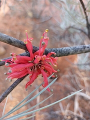 Grevillea sarissa