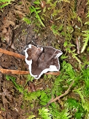 Craterellus calyculus