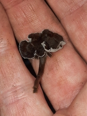 Craterellus calyculus
