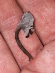Craterellus calyculus