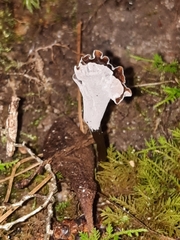 Craterellus calyculus