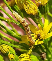 Eupithecia centaureata