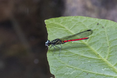 Chlorocypha trifaria