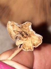 Craterellus calyculus