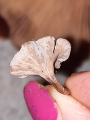 Craterellus calyculus