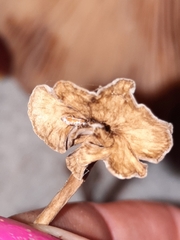 Craterellus calyculus