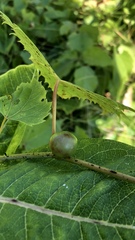 Ampelomyia vitispomum