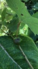 Ampelomyia vitispomum