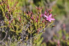 Calytrix microcoma