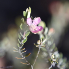 Lithomyrtus microphylla