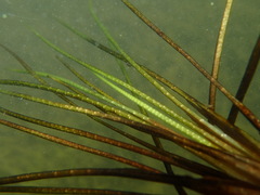 Isoetes lacustris image