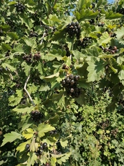 Crataegus chlorosarca