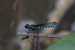 Platycypha lacustris