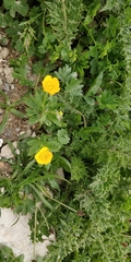 Ranunculus montanus