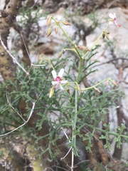 Pelargonium paniculatum