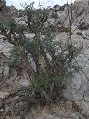 Pelargonium paniculatum