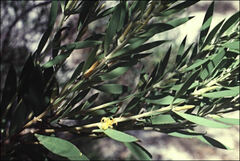 Persoonia lanceolata