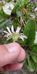Aster bellidiastrum