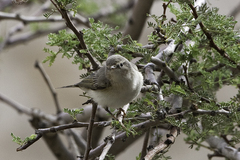 Phylloscopus orientalis