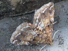 Elophila turbata