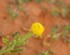 Pycnosorus pleiocephalus
