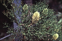 Petrophile sessilis