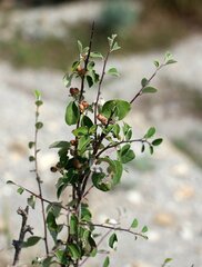 Cotoneaster suavis