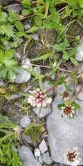 Trifolium thalii