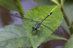 Notiothemis robertsi