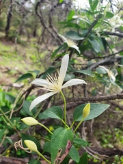 Clematis pubescens