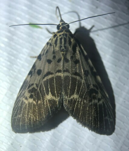 Godasa sidae