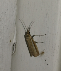 Agriphila selasella